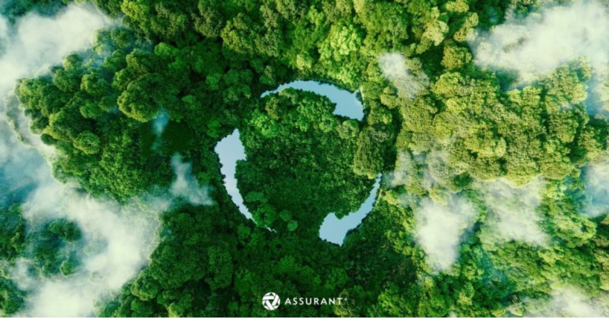 floresta com fumaça verde